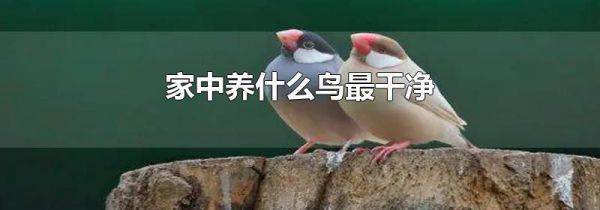 家中养什么鸟最干净