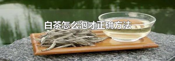 白茶怎么泡才正确方法