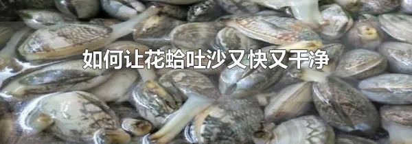 如何让花蛤吐沙又快又干净