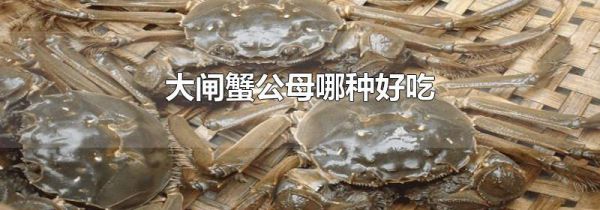 大闸蟹公母哪种好吃