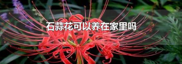 石蒜花可以养在家里吗