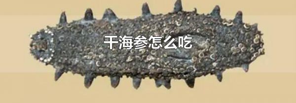 干海参怎么吃