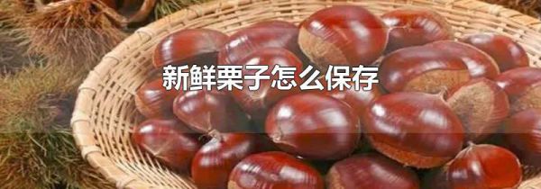 新鲜栗子怎么保存