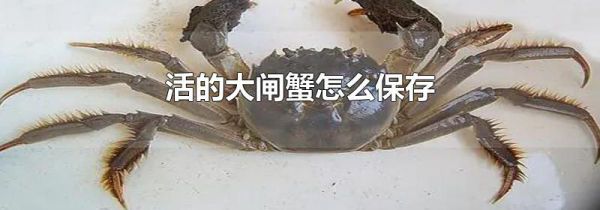 活的大闸蟹怎么保存