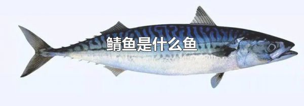 鲭鱼是什么鱼