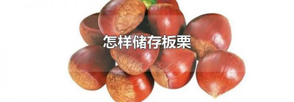 怎样储存板栗