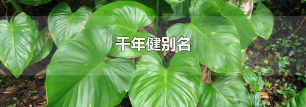 千年健别名