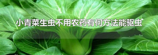 小青菜生虫不用农药有何方法能驱虫