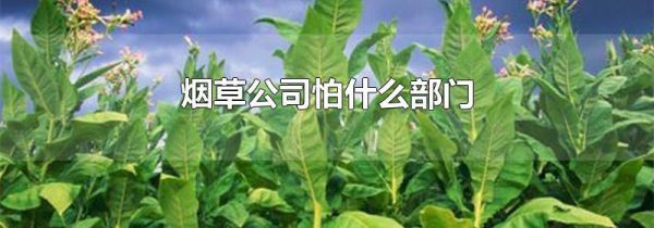 烟草公司怕什么部门