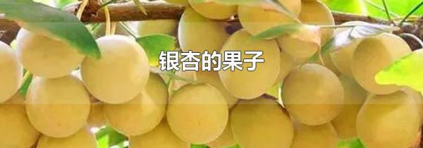 银杏的果子