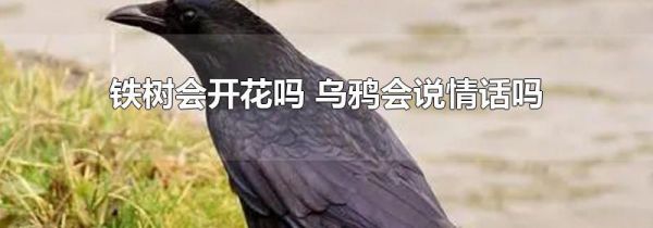 铁树会开花吗 乌鸦会说情话吗