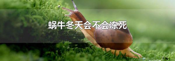 蜗牛冬天会不会冻死