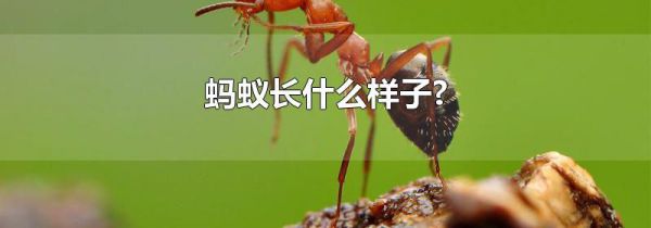 蚂蚁长什么样子?