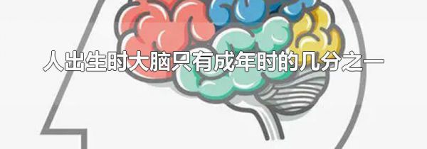 人出生时大脑只有成年时的几分之一