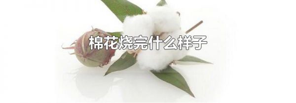 棉花烧完什么样子