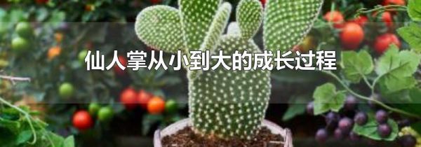 仙人掌从小到大的成长过程