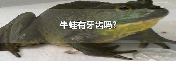牛蛙有牙齿吗?