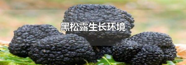 黑松露生长环境