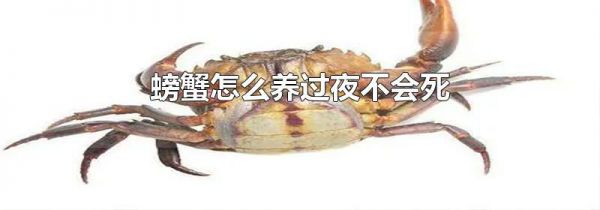 螃蟹怎么养过夜不会死