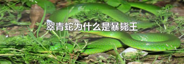 翠青蛇为什么是暴毙王