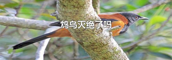 鸩鸟灭绝了吗