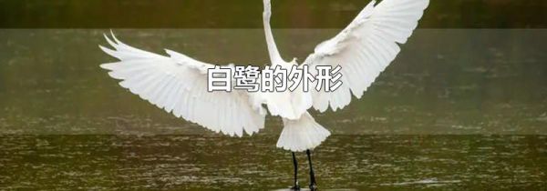 白鹭的外形