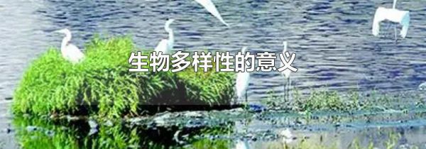 生物多样性的意义