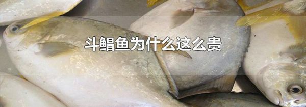斗鲳鱼为什么这么贵