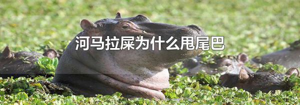 河马拉屎为什么甩尾巴