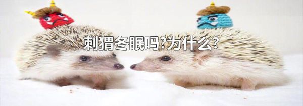 刺猬冬眠吗?为什么?