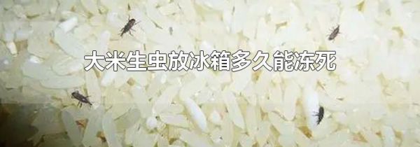 大米生虫放冰箱多久能冻死