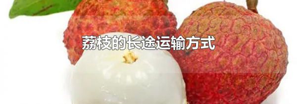 荔枝的长途运输方式