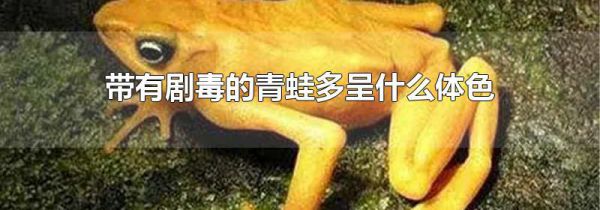 带有剧毒的青蛙多呈什么体色