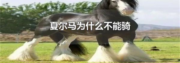 夏尔马为什么不能骑