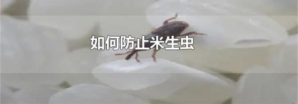如何防止米生虫