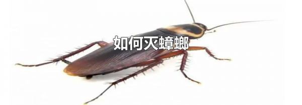 如何灭蟑螂
