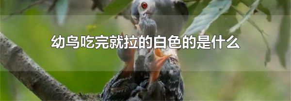 幼鸟吃完就拉的白色的是什么