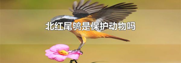 北红尾鸲是保护动物吗