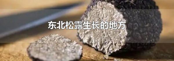 东北松露生长的地方