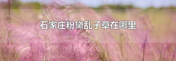 石家庄粉黛乱子草在哪里
