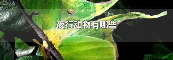 夜行动物有哪些