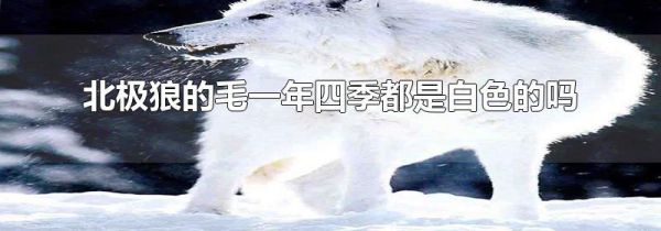 北极狼的毛一年四季都是白色的吗