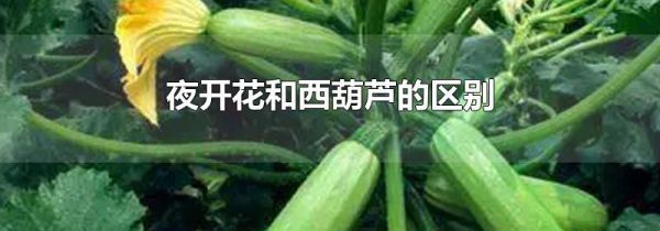夜开花和西葫芦的区别