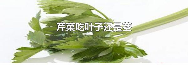 芹菜吃叶子还是茎