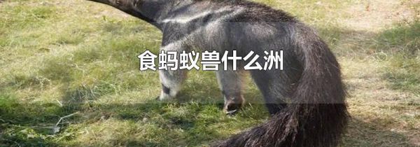 食蚂蚁兽什么洲