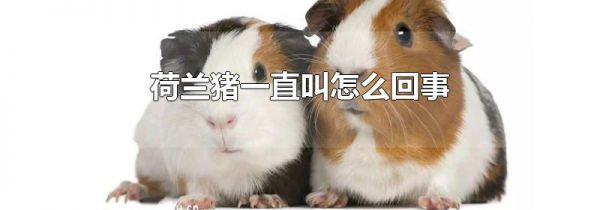 荷兰猪一直叫怎么回事