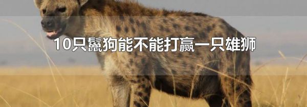 10只鬣狗能不能打赢一只雄狮
