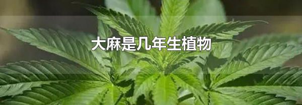大麻是几年生植物