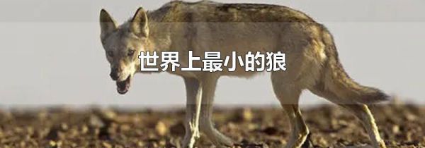 世界上最小的狼