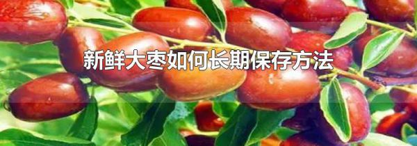 新鲜大枣如何长期保存方法